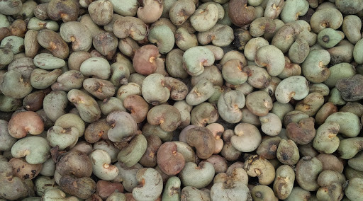 Les importations de noix de cajou brute montent en flèche ảnh 1 Les importations de noix de cajou brute montent en flèche ảnh 1