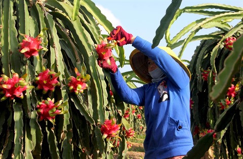 Les fruits vietnamiens de plus en plus appréciés à l’étranger ảnh 2 Les fruits vietnamiens de plus en plus appréciés à l’étranger ảnh 2
