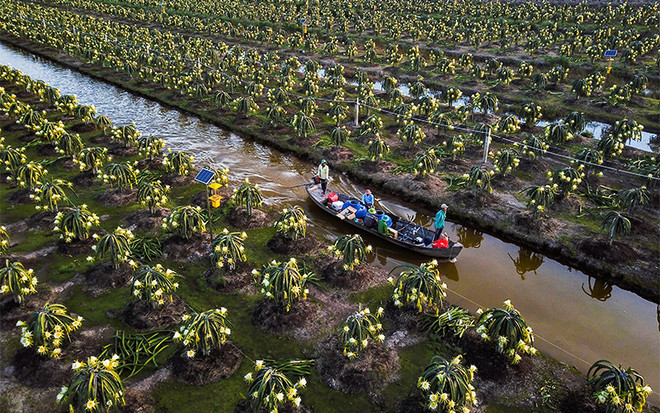 Tiên Giang améliore la qualité des fruits du dragon pour l’exportation ảnh 1 Tiên Giang améliore la qualité des fruits du dragon pour l’exportation ảnh 1