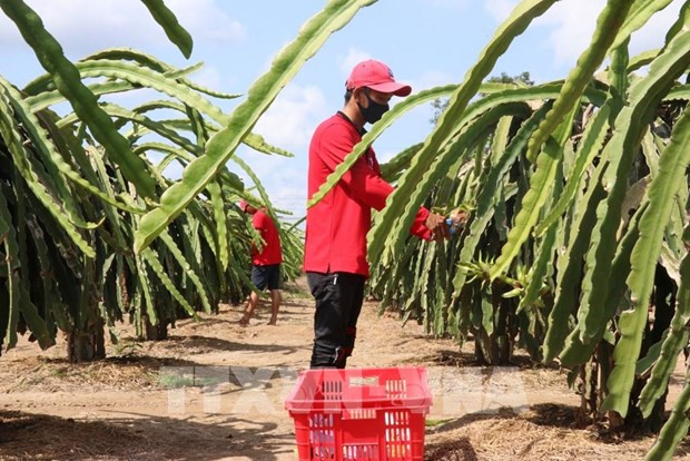 Tiên Giang améliore la qualité des fruits du dragon pour l’exportation ảnh 2 Tiên Giang améliore la qualité des fruits du dragon pour l’exportation ảnh 2