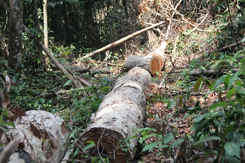 L’appel de la forêt du Tây Nguyên ảnh 1 L’appel de la forêt du Tây Nguyên ảnh 1