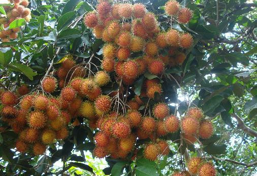 Certificat d’indication géographique pour le ramboutan de Long Khanh ảnh 1