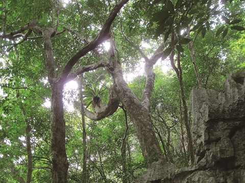 Ba Mùn, un paradisiaque enfer vert ảnh 3 Ba Mùn, un paradisiaque enfer vert ảnh 3