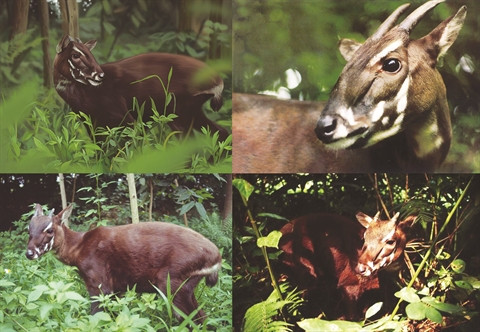 Le garde-forestier et le sao la, une légende moderne ảnh 2