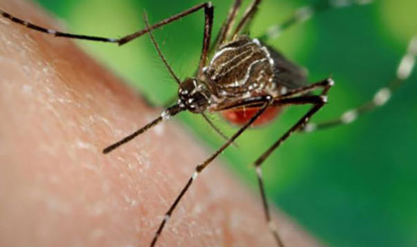 Découverte d’un cas d’infection par le virus Zika à Phu Yen ảnh 1 Découverte d’un cas d’infection par le virus Zika à Phu Yen ảnh 1