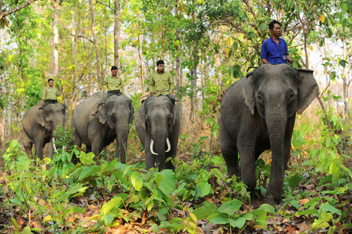 Bientôt la Semaine de la conservation des éléphants à Quang Nam ảnh 1 Bientôt la Semaine de la conservation des éléphants à Quang Nam ảnh 1