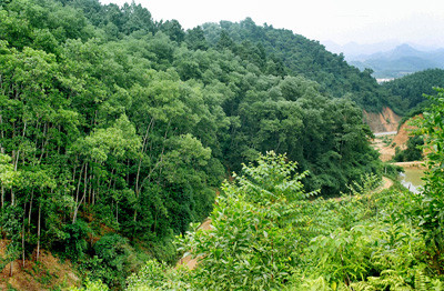 Thanh Hoa et Hua Phan (Laos) coopèrent pour protéger les forêts le long des frontières ảnh 1 Thanh Hoa et Hua Phan (Laos) coopèrent pour protéger les forêts le long des frontières ảnh 1