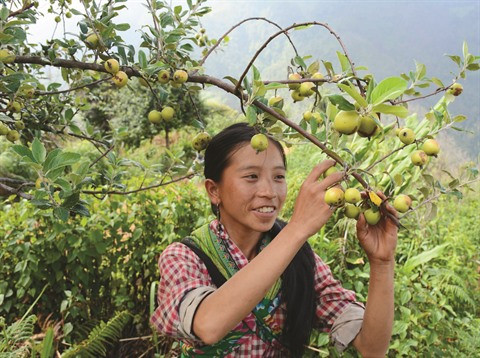 Sortir de la pauvreté grâce à la culture du táo mèo ảnh 1 Sortir de la pauvreté grâce à la culture du táo mèo ảnh 1