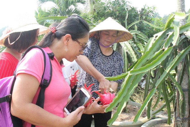 Binh Thuan promeut le développement de produits touristiques associés à une agriculture durable ảnh 2 Binh Thuan promeut le développement de produits touristiques associés à une agriculture durable ảnh 2
