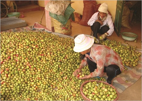 Sortir de la pauvreté grâce à la culture du táo mèo ảnh 4 Sortir de la pauvreté grâce à la culture du táo mèo ảnh 4