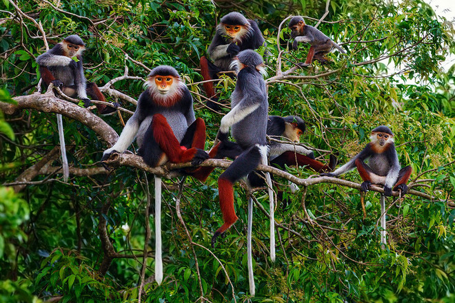 Le Vietnam coopère avec les pays de l'ASEAN pour inverser la perte de la biodiversité ảnh 1 Le Vietnam coopère avec les pays de l'ASEAN pour inverser la perte de la biodiversité ảnh 1