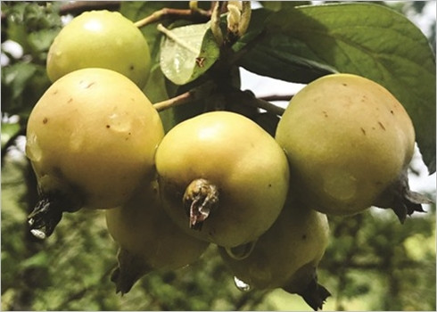 Sortir de la pauvreté grâce à la culture du táo mèo ảnh 2 Sortir de la pauvreté grâce à la culture du táo mèo ảnh 2