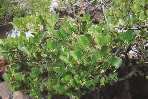 Un végétal hybride rarissime à Huê ảnh 2 Un végétal hybride rarissime à Huê ảnh 2