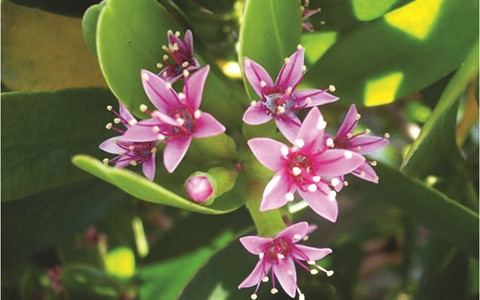 Un végétal hybride rarissime à Huê ảnh 3 Un végétal hybride rarissime à Huê ảnh 3