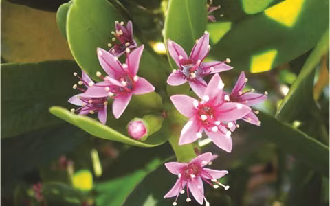 Un végétal hybride rarissime à Huê ảnh 3