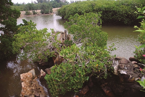 Un végétal hybride rarissime à Huê ảnh 1 Un végétal hybride rarissime à Huê ảnh 1