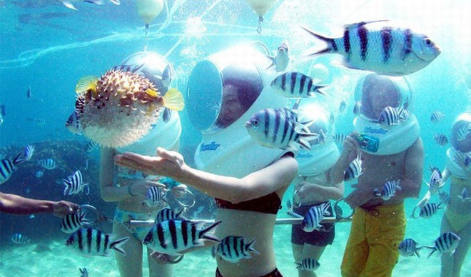 À la découverte des fonds marins de Cu Lao Chàm en casque-scaphandre ảnh 1 À la découverte des fonds marins de Cu Lao Chàm en casque-scaphandre ảnh 1