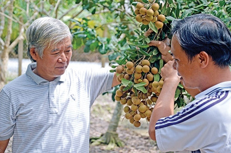 Dông Thap: Une fruiticulture fructueuse ảnh 1