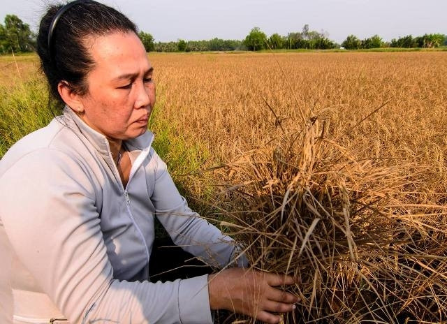 Aide financière en faveur des victimes de la sécheresse et de la salinisation à Kiên Giang ảnh 1 Aide financière en faveur des victimes de la sécheresse et de la salinisation à Kiên Giang ảnh 1