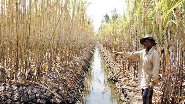 Sécheresse et salinisation : les dégâts s'aggravent ảnh 1