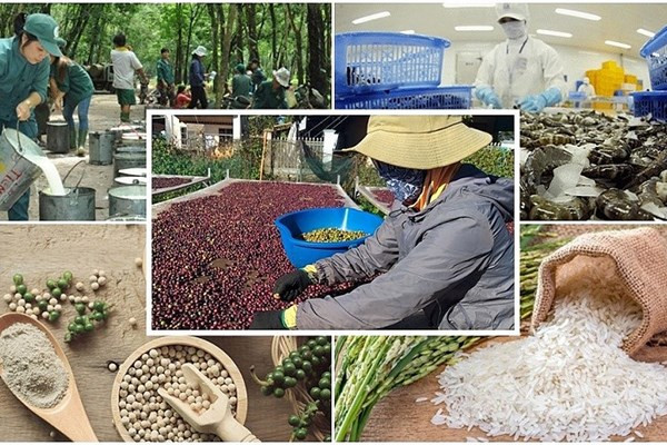 Les exportations de produits agro-sylvicoles et aquatiques devraient rebondir au 4e trimestre ảnh 2 Les exportations de produits agro-sylvicoles et aquatiques devraient rebondir au 4e trimestre ảnh 2