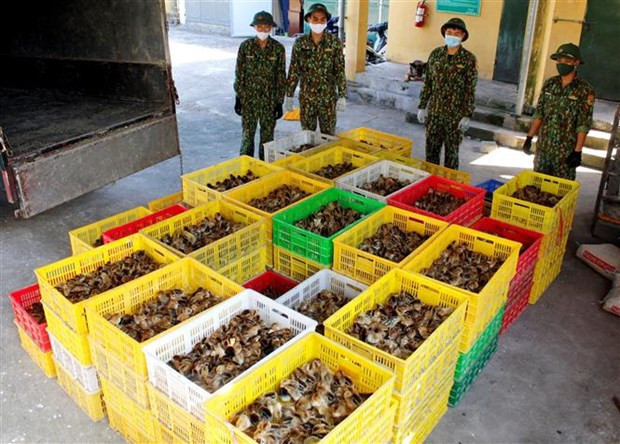 Prévenir le commerce et le transport illégaux de volailles à travers les frontières nationales ảnh 2 Prévenir le commerce et le transport illégaux de volailles à travers les frontières nationales ảnh 2