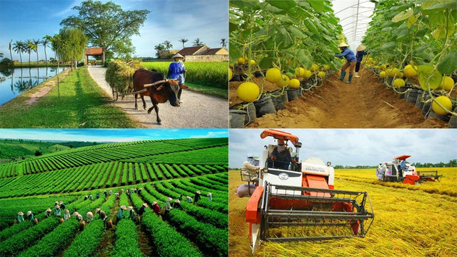 Le secteur agricole continue de se concentrer sur trois grands programmes pour le second semestre ảnh 2 Le secteur agricole continue de se concentrer sur trois grands programmes pour le second semestre ảnh 2