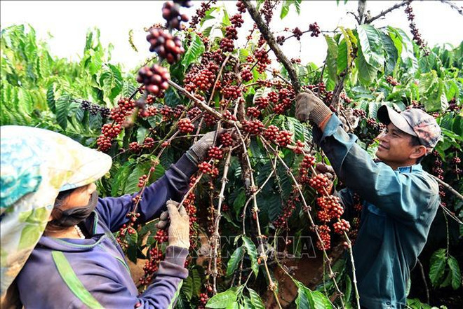 Le Vietnam a exporté 934.900 tonnes de café depuis janvier au 15 juin ảnh 1 Le Vietnam a exporté 934.900 tonnes de café depuis janvier au 15 juin ảnh 1