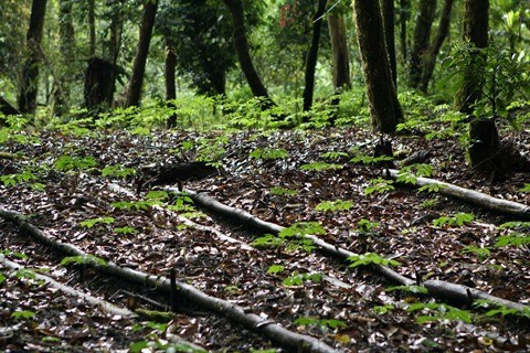 Extension à près de 17.000 ha l'indication géographique du ginseng de Ngoc Linh ảnh 1 Extension à près de 17.000 ha l'indication géographique du ginseng de Ngoc Linh ảnh 1