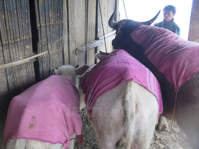La vague de froid intense entraîne des pertes au Nord ảnh 1 La vague de froid intense entraîne des pertes au Nord ảnh 1