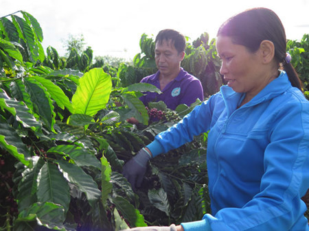 Nouvelle ruralité : quand caféiculture rime avec développement durable ảnh 1 Nouvelle ruralité : quand caféiculture rime avec développement durable ảnh 1