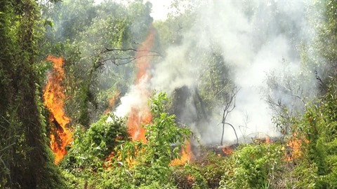 Kiên Giang renforce la prévention des incendies de forêt en saison sèche ảnh 1 Kiên Giang renforce la prévention des incendies de forêt en saison sèche ảnh 1