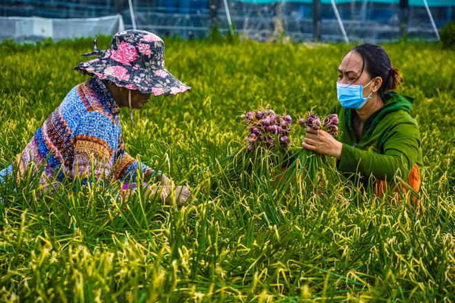 Valoriser l’oignon rouge vietnamien pour améliorer ses exportations ảnh 2