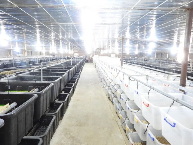 Les insectes comestibles prennent goût à l’export ảnh 1 Les insectes comestibles prennent goût à l’export ảnh 1