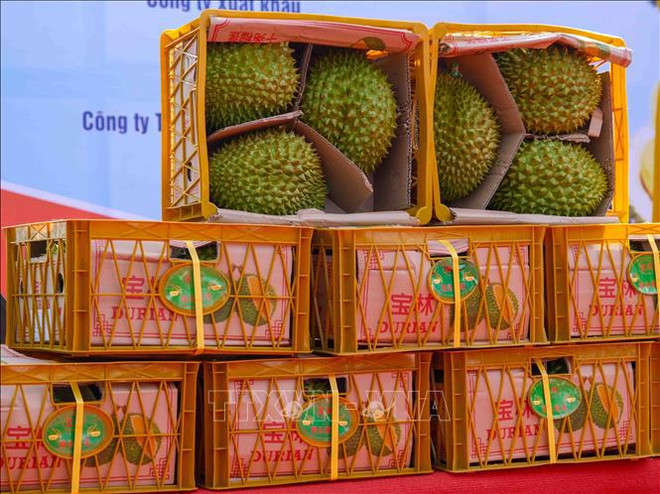 Des produits agricoles vietnamiens accèdent plus profondément à la chaîne d’approvisionnement mondiale ảnh 2 Des produits agricoles vietnamiens accèdent plus profondément à la chaîne d’approvisionnement mondiale ảnh 2