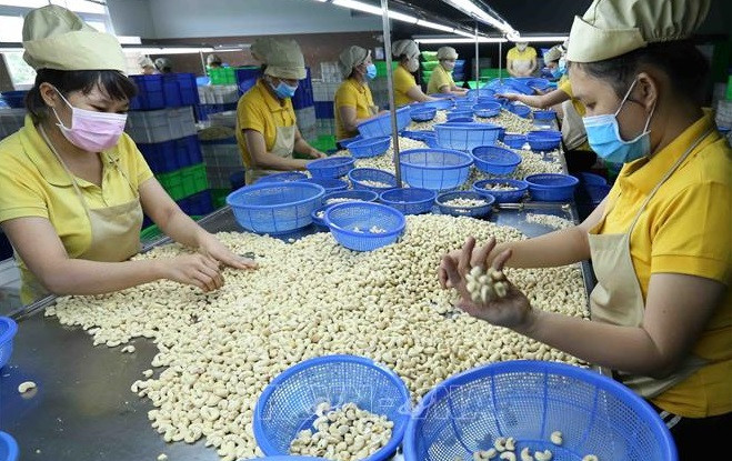 Exportations du riz, du café et des noix de cajou en hausse ảnh 2 Exportations du riz, du café et des noix de cajou en hausse ảnh 2