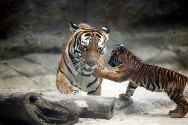 Le jardin zoologique et botanique de Saigon fête ses 150 ans ảnh 2 Le jardin zoologique et botanique de Saigon fête ses 150 ans ảnh 2