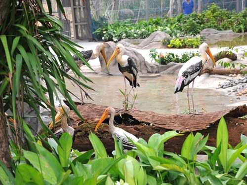 Inauguration du Parc Vinpearl Safari Phu Quoc ảnh 5 Inauguration du Parc Vinpearl Safari Phu Quoc ảnh 5