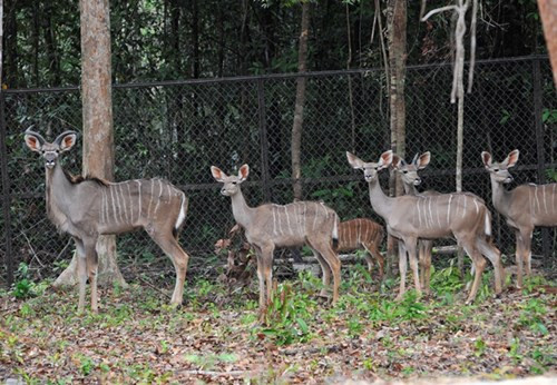 Inauguration du Parc Vinpearl Safari Phu Quoc ảnh 6 Inauguration du Parc Vinpearl Safari Phu Quoc ảnh 6