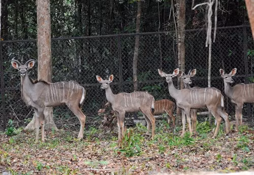 Inauguration du Parc Vinpearl Safari Phu Quoc ảnh 6