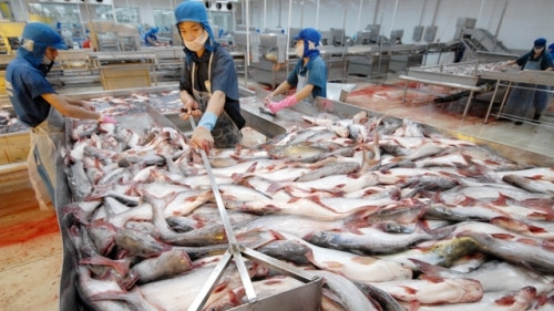 Pangasius: à la recherche de mesures pour élargir les débouchés d'exportation ảnh 1 Pangasius: à la recherche de mesures pour élargir les débouchés d'exportation ảnh 1