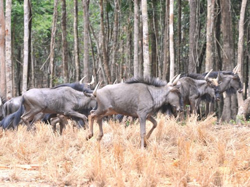 Inauguration du Parc Vinpearl Safari Phu Quoc ảnh 2 Inauguration du Parc Vinpearl Safari Phu Quoc ảnh 2