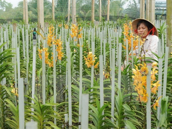 Découverte de huit nouvelles espèces d’orchidée au Tay Nguyen ảnh 1 Découverte de huit nouvelles espèces d’orchidée au Tay Nguyen ảnh 1
