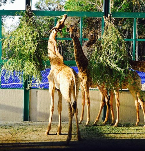 Inauguration du Parc Vinpearl Safari Phu Quoc ảnh 4 Inauguration du Parc Vinpearl Safari Phu Quoc ảnh 4