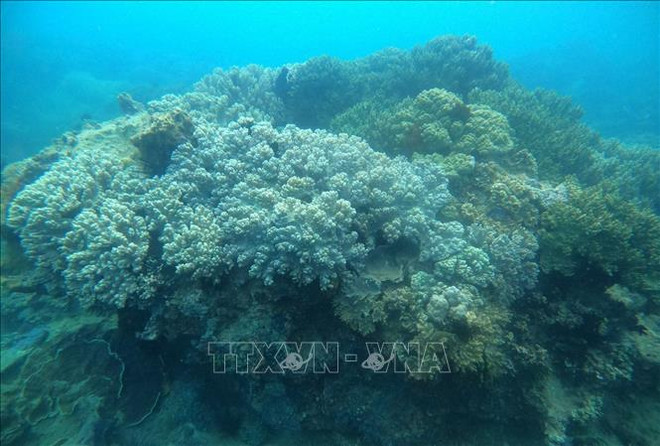 Le Vietnam appelle à la coopération pour une économie océanique durable ảnh 1