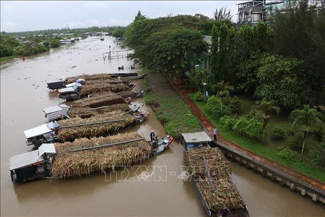 Diversifier les sources d'énergie : promouvoir la biomasse ảnh 2 Diversifier les sources d'énergie : promouvoir la biomasse ảnh 2