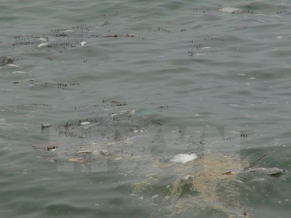 Hécatombe de poissons : poursuite du soutien des pêcheurs ảnh 2 Hécatombe de poissons : poursuite du soutien des pêcheurs ảnh 2