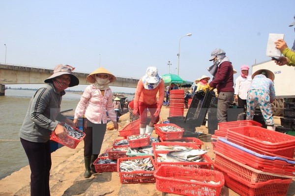 Hécatombe de poissons : poursuite du soutien des pêcheurs ảnh 1 Hécatombe de poissons : poursuite du soutien des pêcheurs ảnh 1
