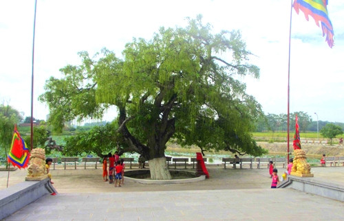 Un barringtonia de 600 ans reconnu "arbre patrimonial" à Vinh Phuc ảnh 1 Un barringtonia de 600 ans reconnu "arbre patrimonial" à Vinh Phuc ảnh 1