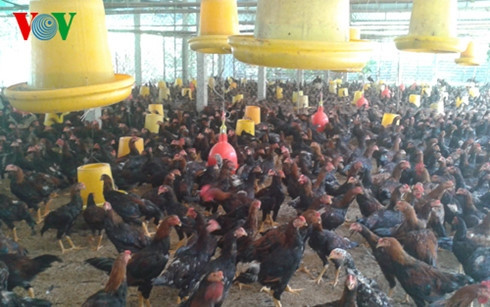 Delta du Mékong: Le certificat VietGap attribué au 1er élevage ảnh 1